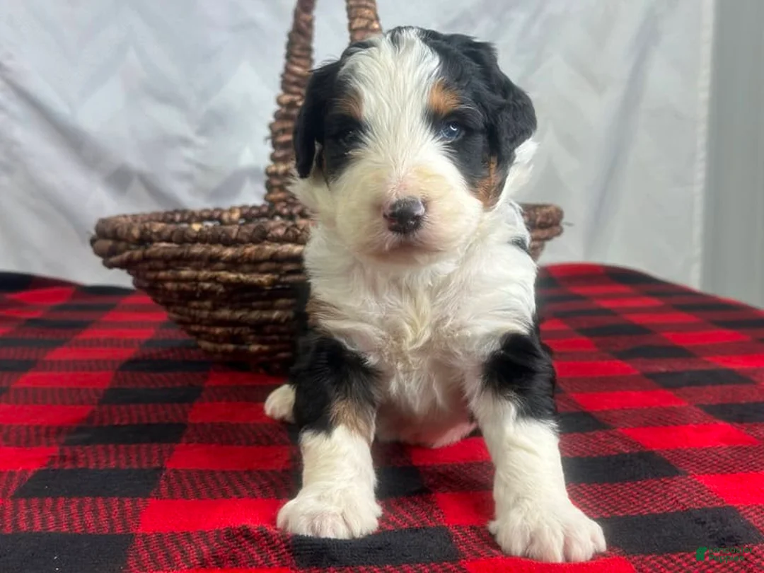 Bernedoodle dogs for sale: Indiana - Ad 3