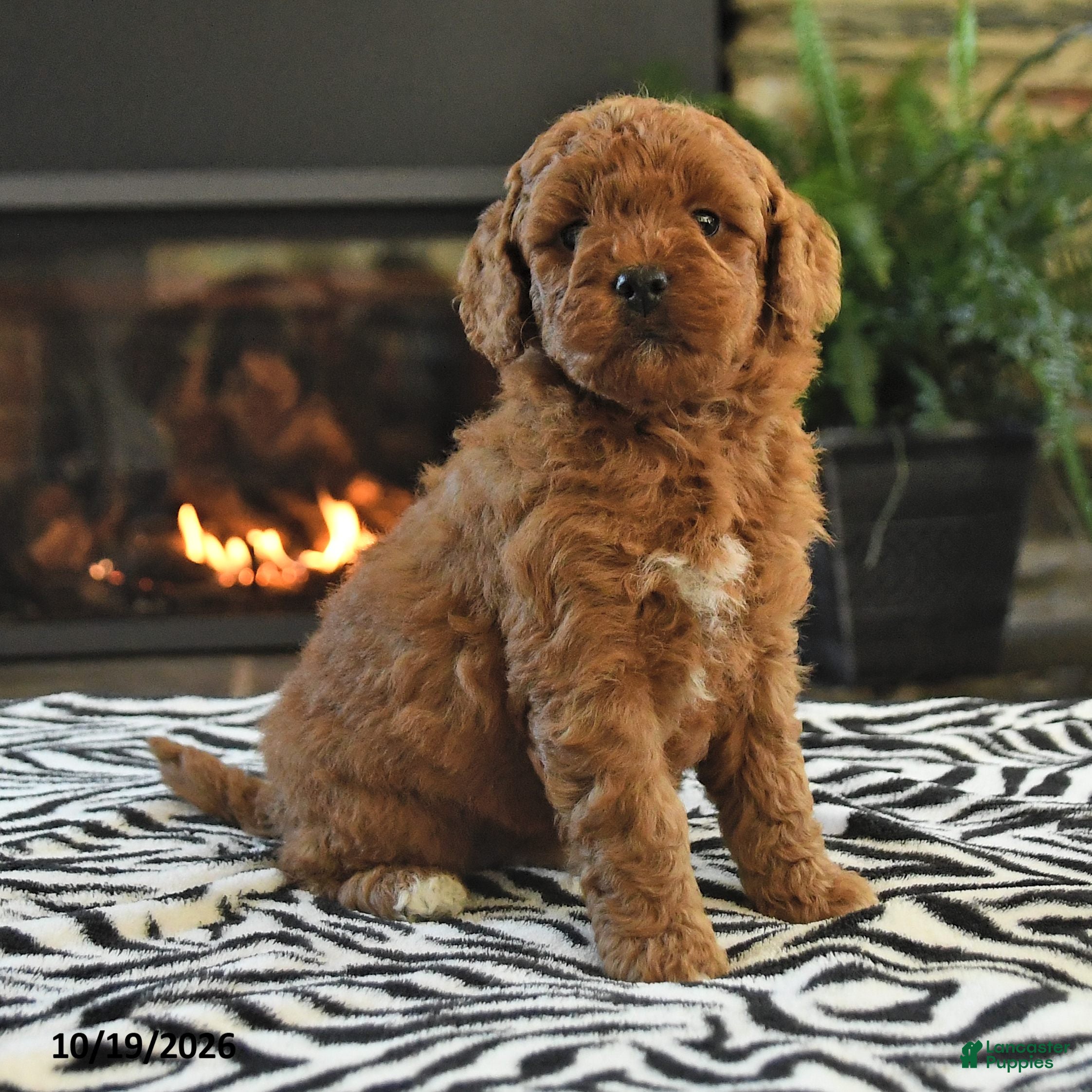 Mini Goldendoodle dogs Lori - Ad 2