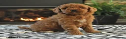 Mini Goldendoodle dogs for sale: Lori - Ad 2