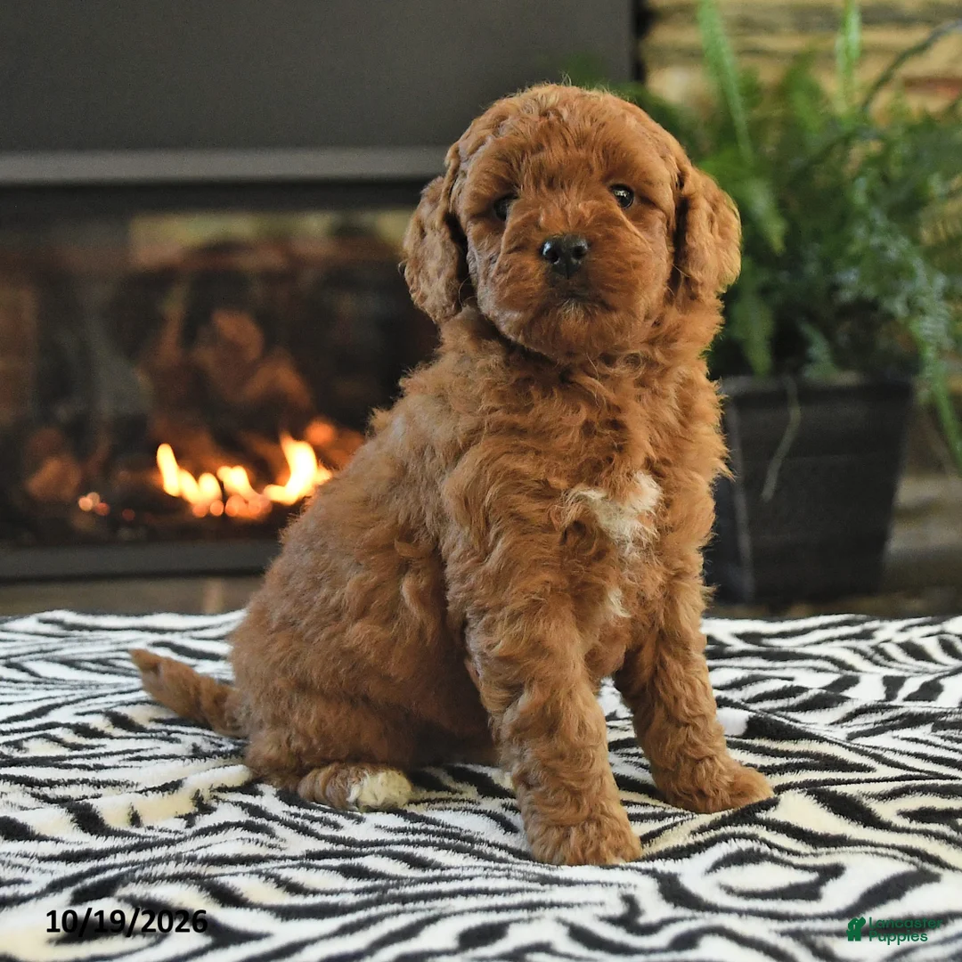 Mini Goldendoodle dogs for sale: Lori - Ad 2