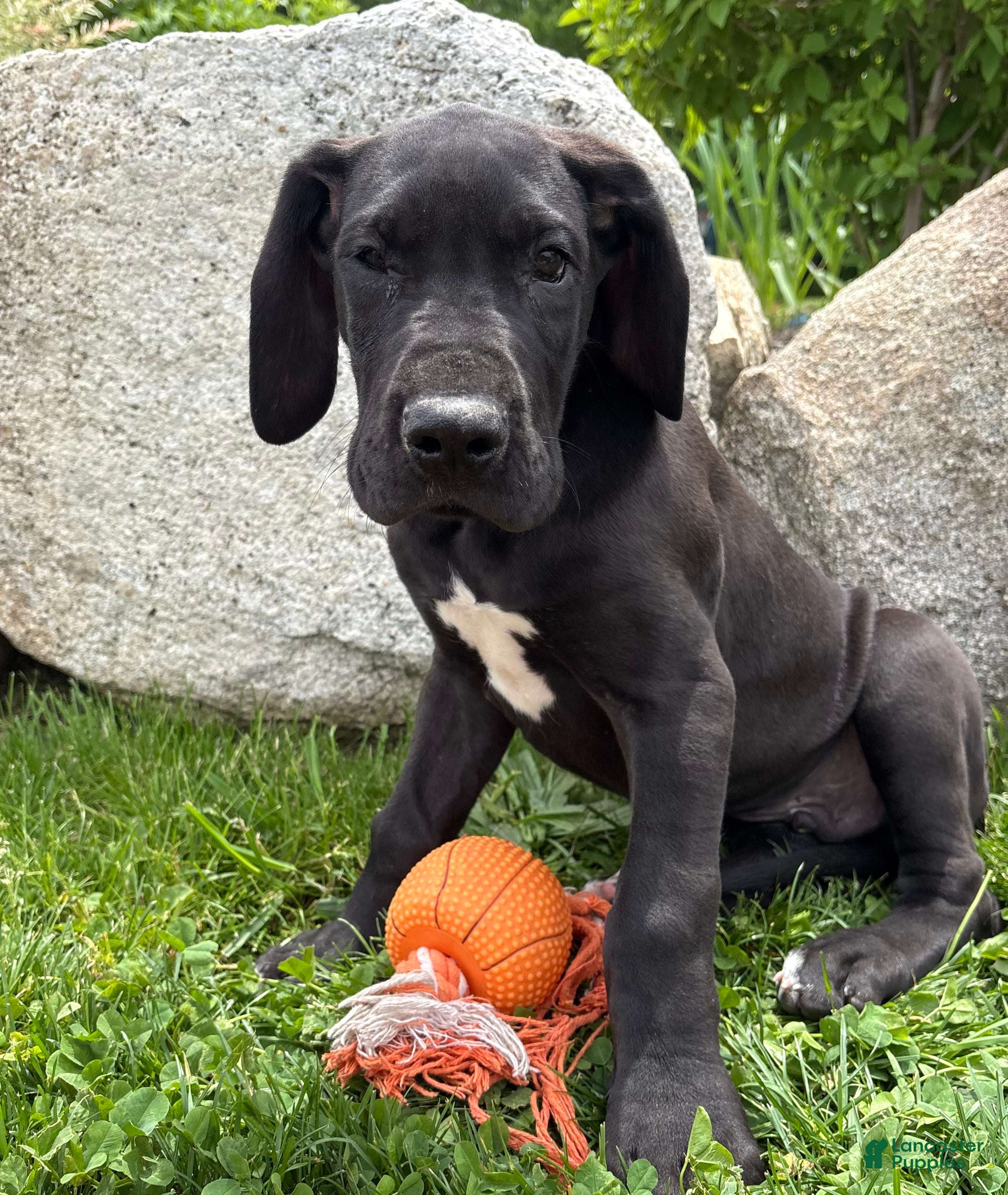 Great Dane dogs Teddy - Ad 1