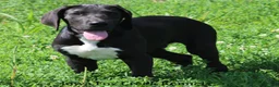 Great Dane dogs for sale: Mitzi - Ad 5