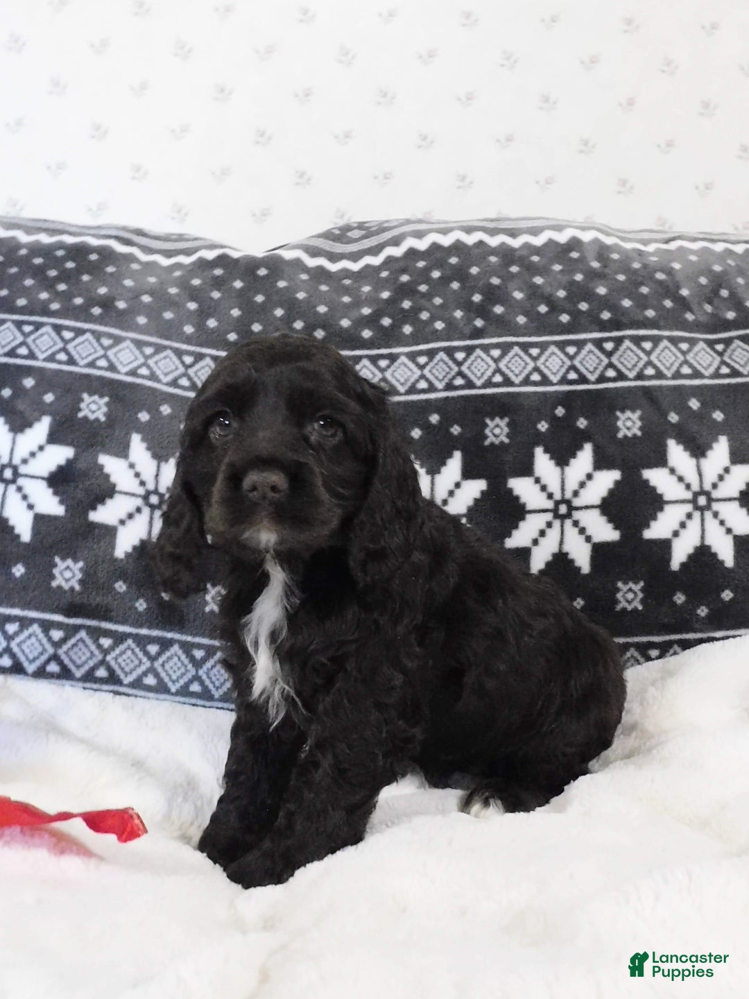 Cocker Spaniel dogs for sale: Chocolate  - Ad 5