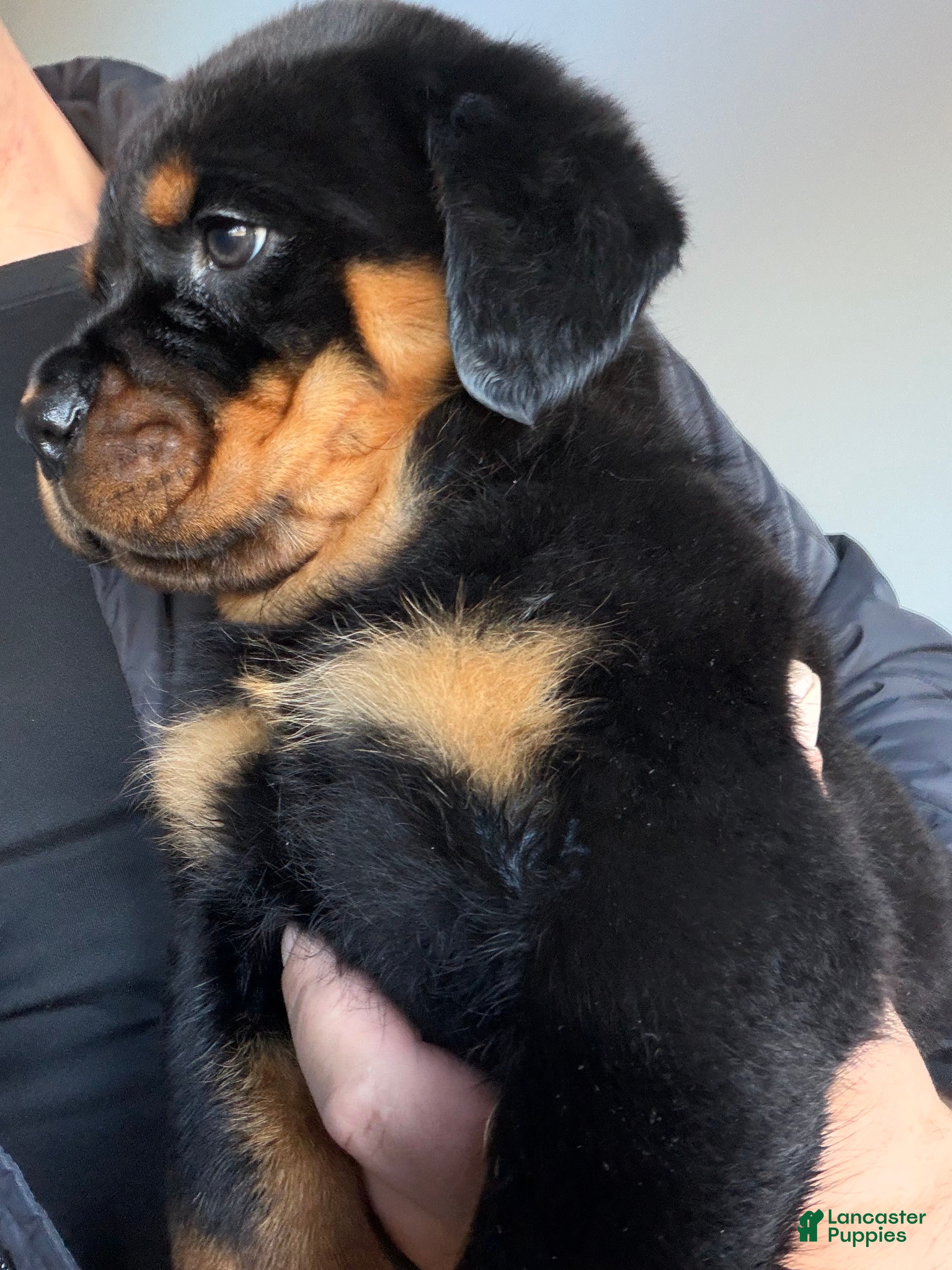 Rottweiler dogs Rottweiler Puppy 1 - Ad 1