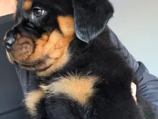 Rottweiler dogs for sale: Rottweiler Puppy 1 - Ad 2