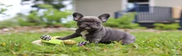 French Bulldog dogs for sale: Darla - Ad 3