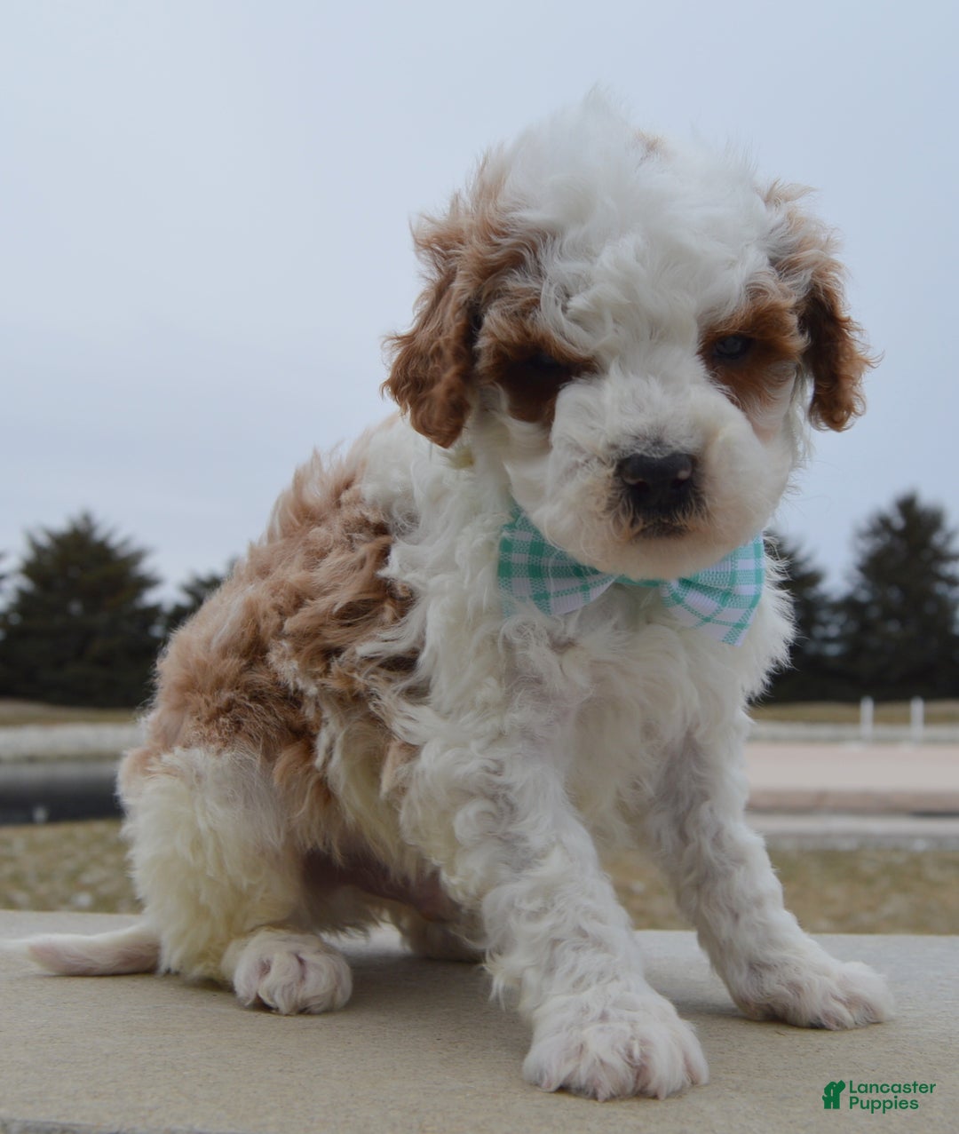 Cavapoo dogs for sale: Charlie - Ad 7