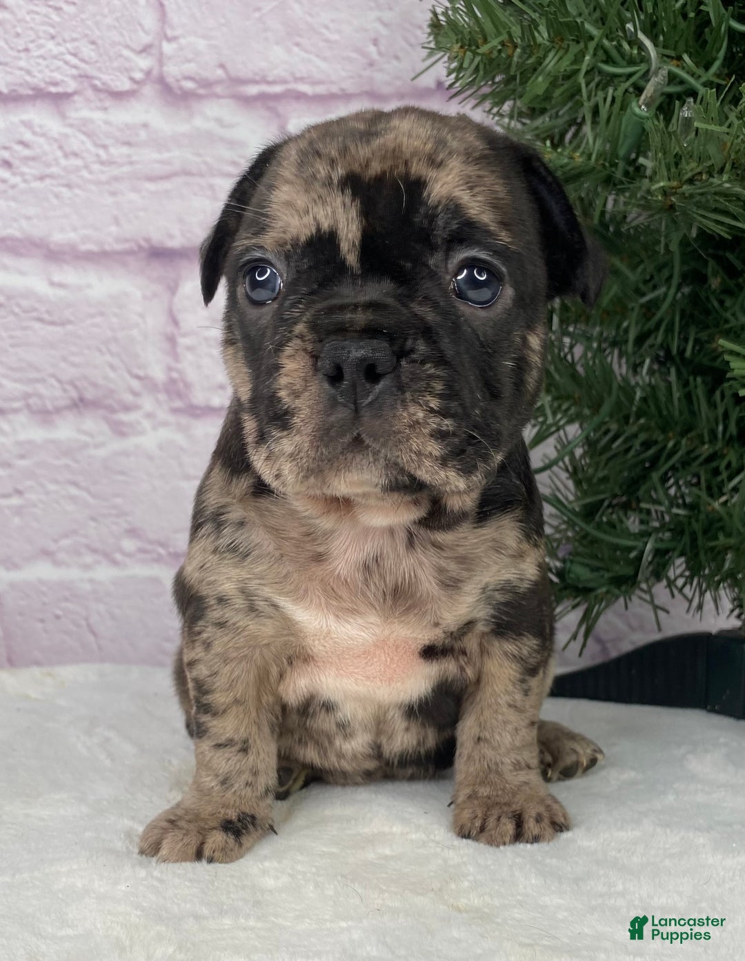 French Bulldog dogs for sale: Mickey  - Ad 1