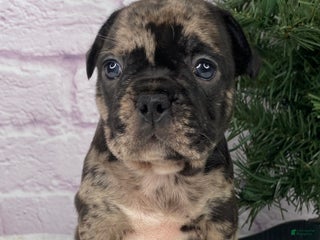 French Bulldog dogs Mickey - Ad 3