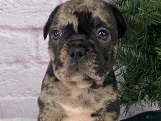 French Bulldog dogs Mickey - Ad 18