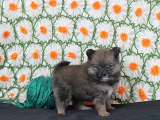 Pomeranian dogs for sale: Kara - Ad 2