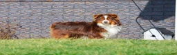 Miniature Australian Shepherd dogs for sale: Isaac - Ad 6