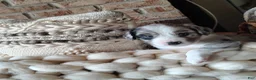 Australian Shepherd dogs for sale: Dribbles/male Australian Shepherd  - Ad 1