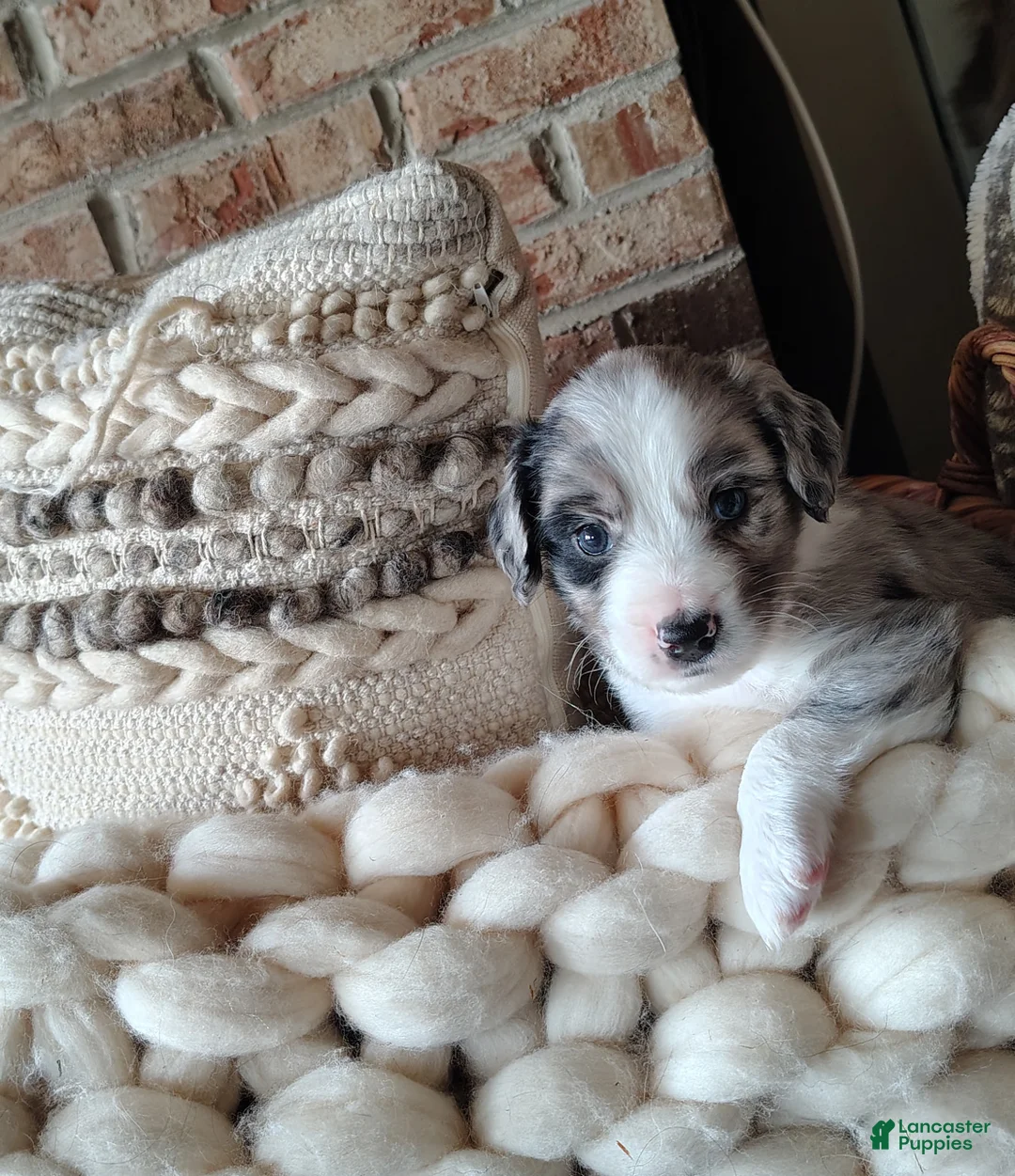 Australian Shepherd dogs for sale: Dribbles/male Australian Shepherd  - Ad 1
