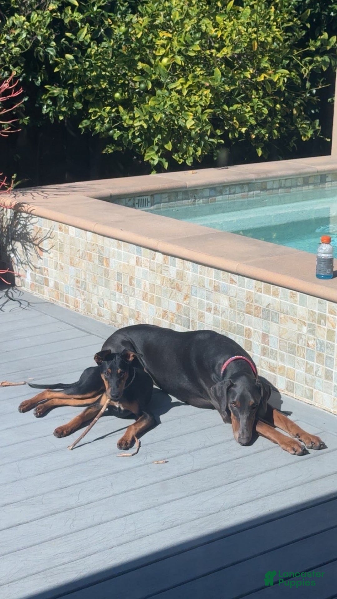 Doberman Pinscher dogs for sale: Doberman Pinscher Puppy 1 - Ad 5