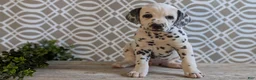 Dalmatian dogs for sale: Morgan - Ad 11