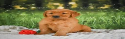 Golden Retriever dogs for sale: Sophie - Ad 6
