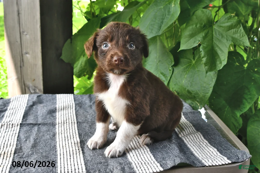 Mixed Breed dogs for sale: Milo - Ad 1