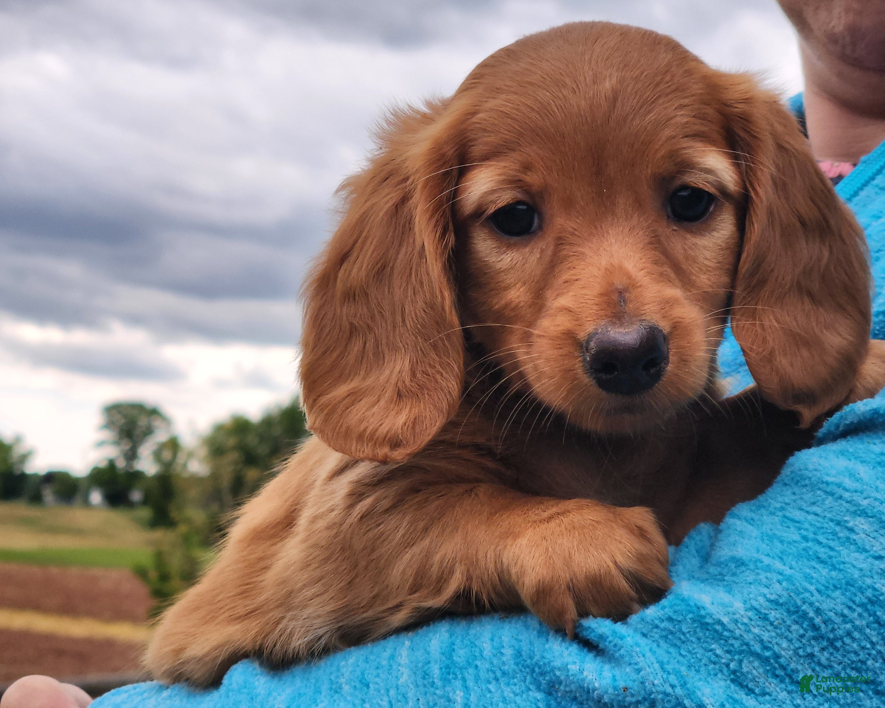 Miniature Dachshund dogs Molly - Ad 1