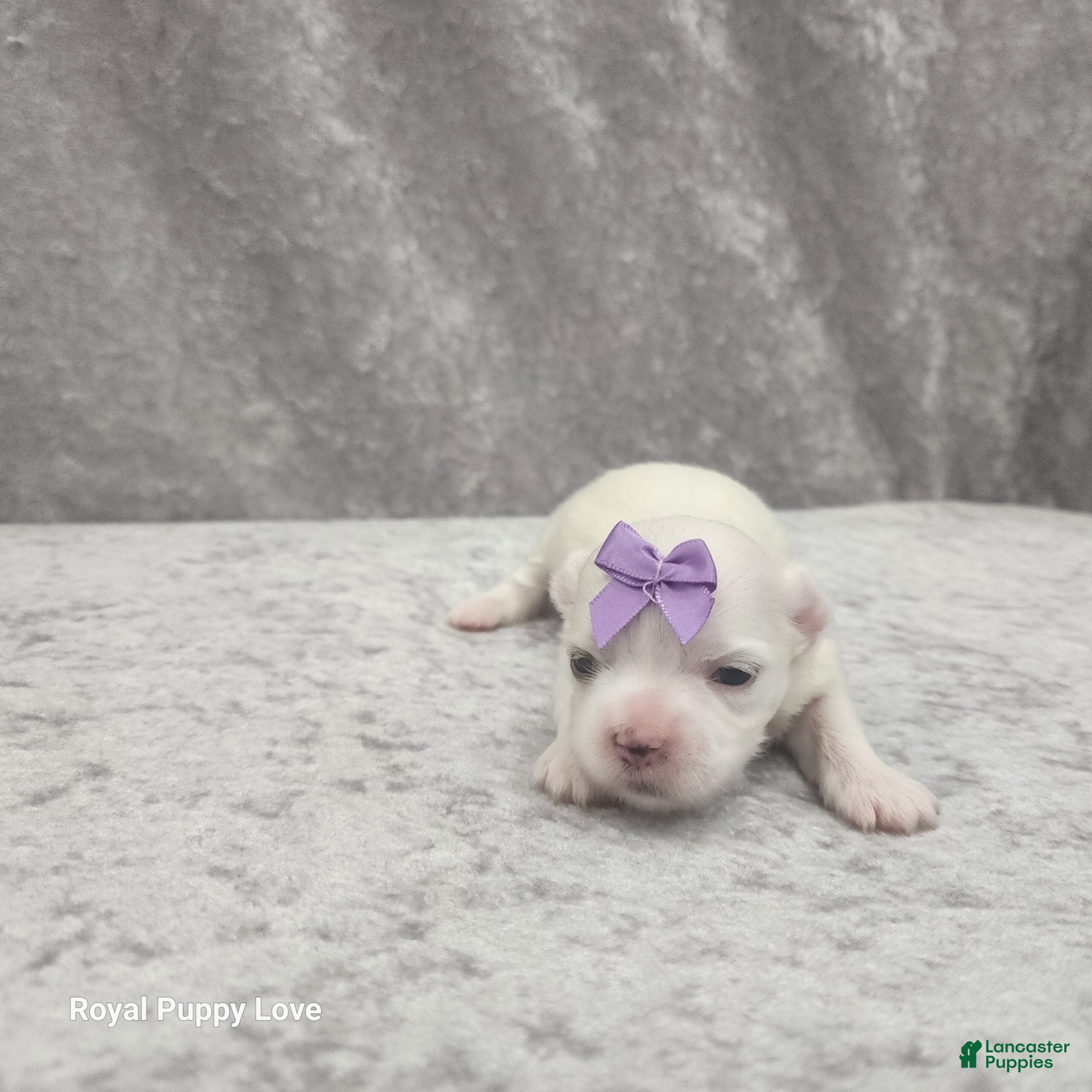 Maltese dogs Sia - Ad 10