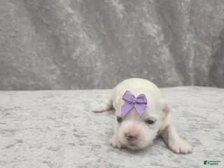 Maltese dogs Sia - Ad 10