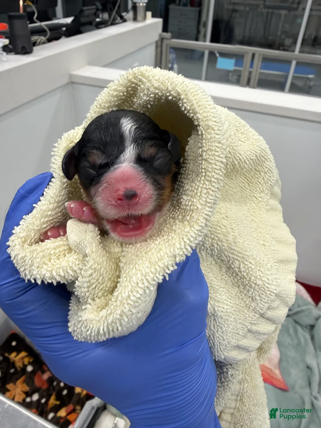 Cavalier King Charles Spaniel dogs for sale: Willow - Ad 2