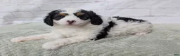 Mini Bernedoodle dogs for sale: Ceaser  - Ad 1
