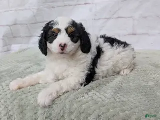 Mini Bernedoodle dogs for sale: Ceaser - Ad 2