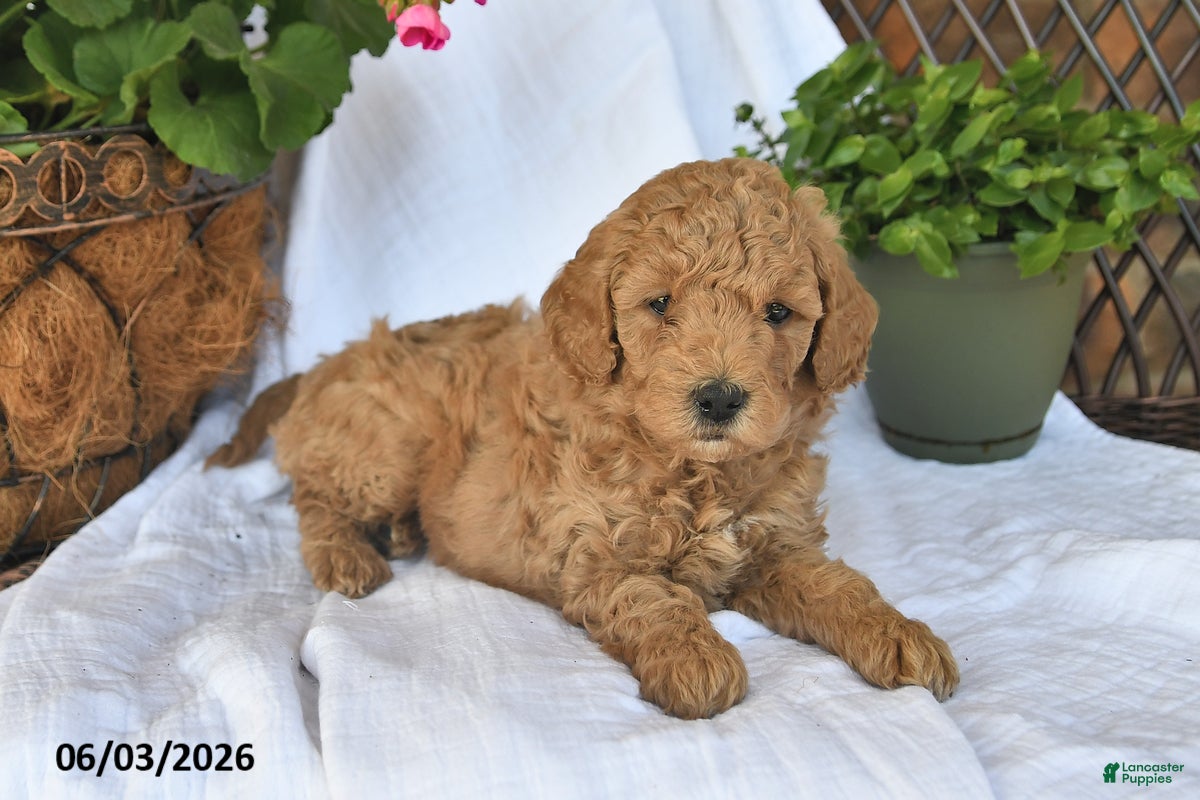 Mini Goldendoodle dogs for sale: Molly - Ad 4