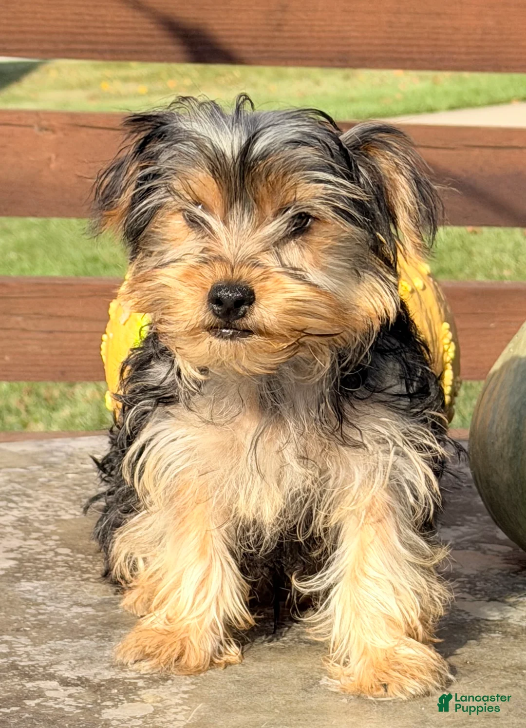 Yorkshire Terrier dogs for sale: Axel - Ad 2