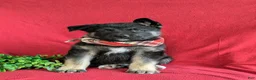 Mixed Breed dogs for sale: Badger - Ad 2