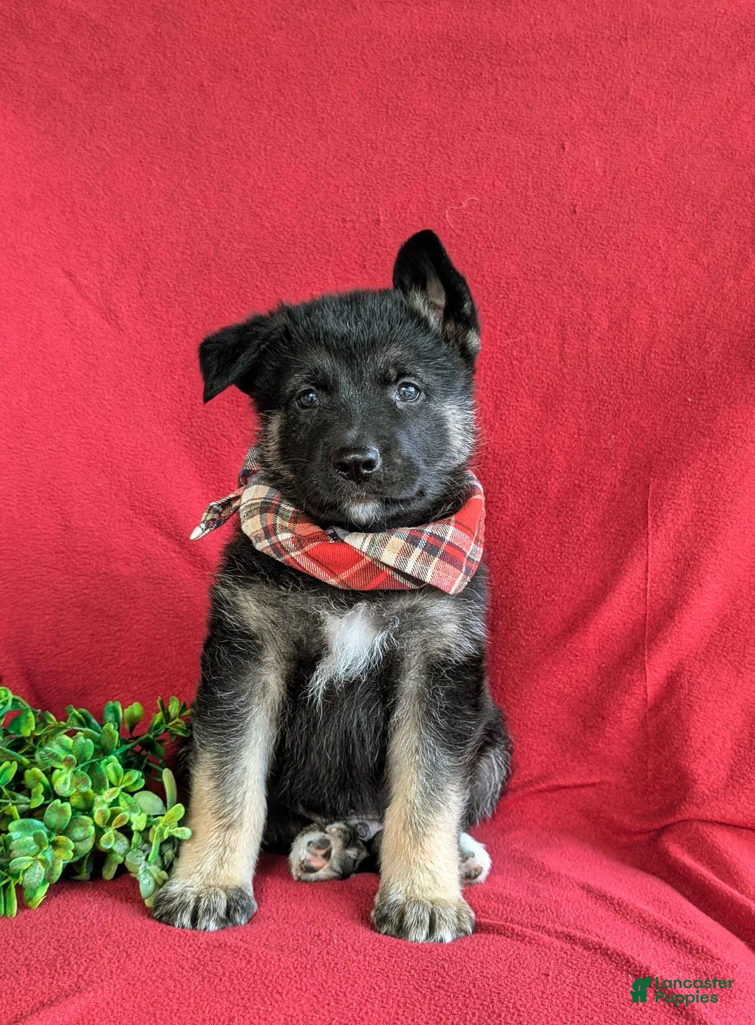 Mixed Breed dogs for sale: Badger - Ad 2