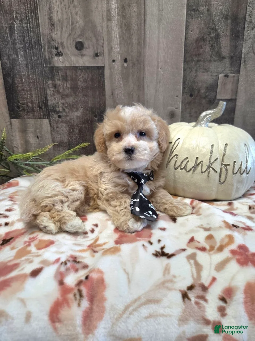 Maltipoo dogs for sale: Marley - Ad 1