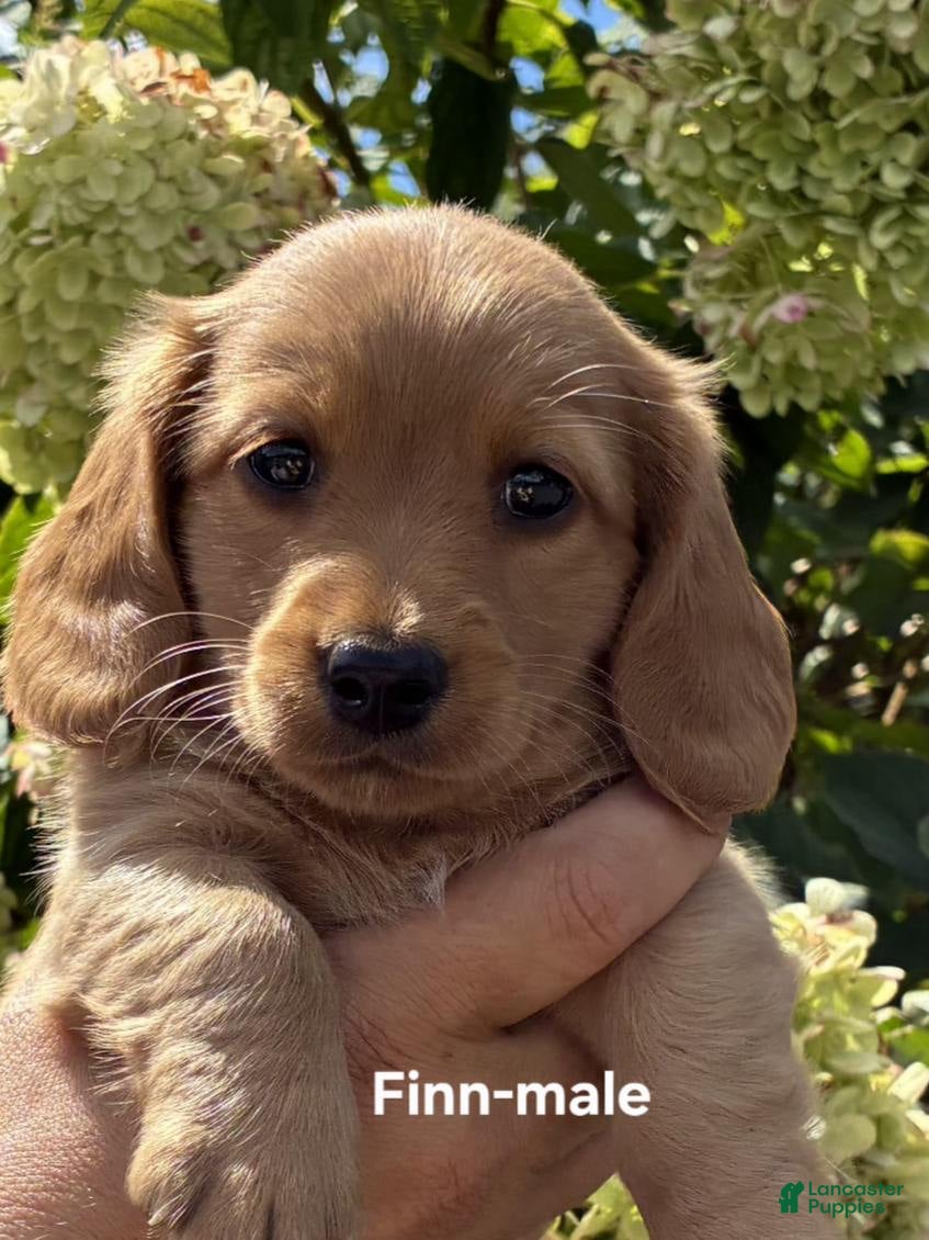 Dachshund dogs Finn - Ad 2
