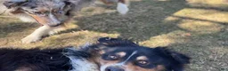 Australian Shepherd dogs for stud: Luca Vito - Ad 5