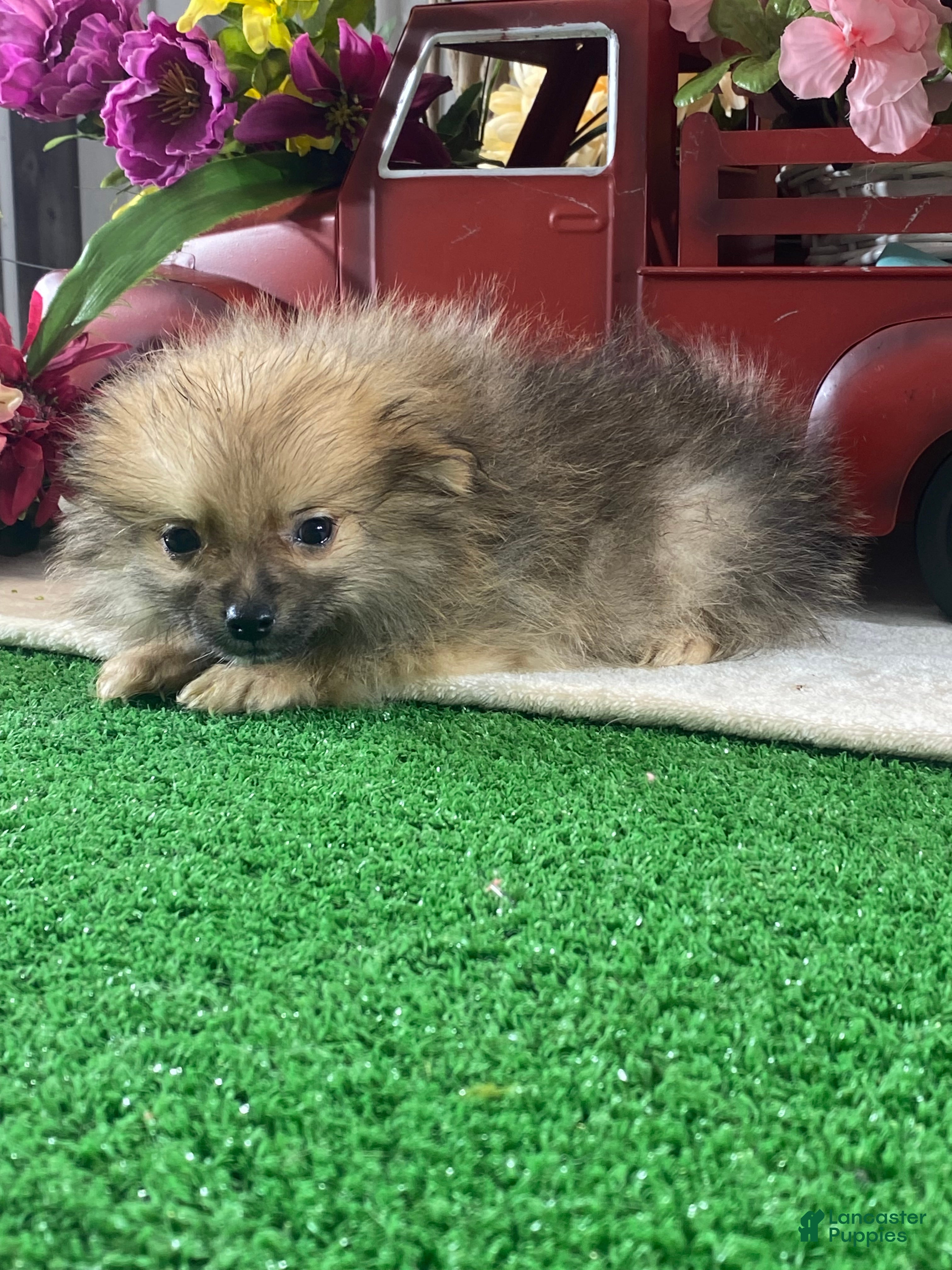 Pomeranian dogs Prince - Ad 4