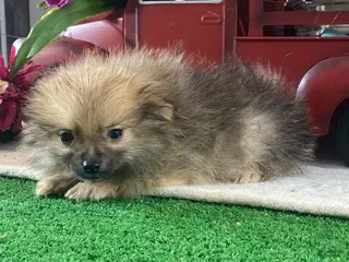 Pomeranian dogs Prince - Ad 31