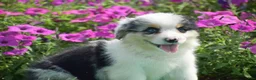 Welsh Corgi Pembroke dogs for sale: Jacob - Ad 7
