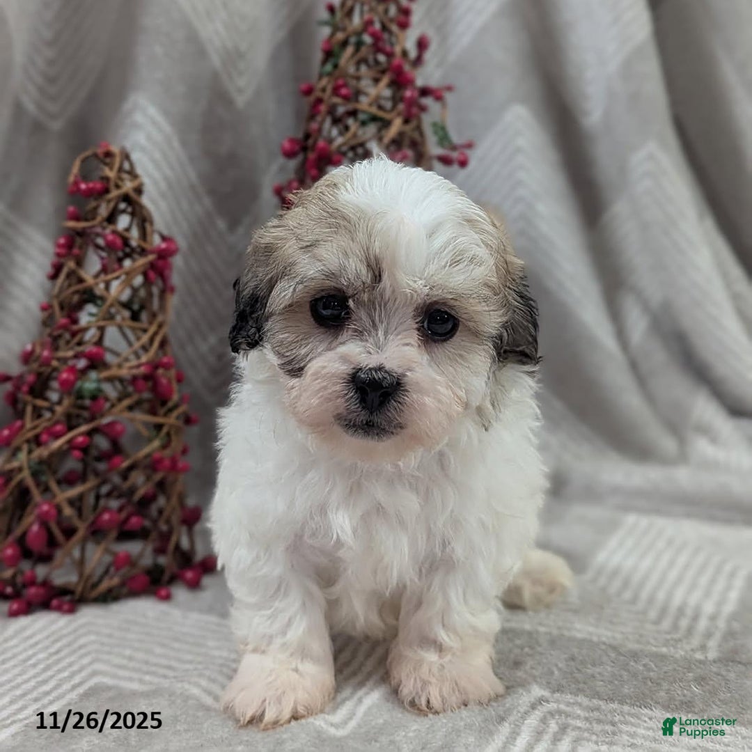 Teddy Bear dogs for sale: Isaiah - Ad 1