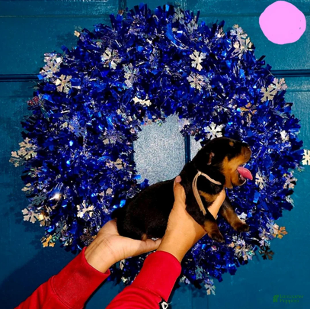 Rottweiler dogs for sale: Light Pink Girl - Ad 8