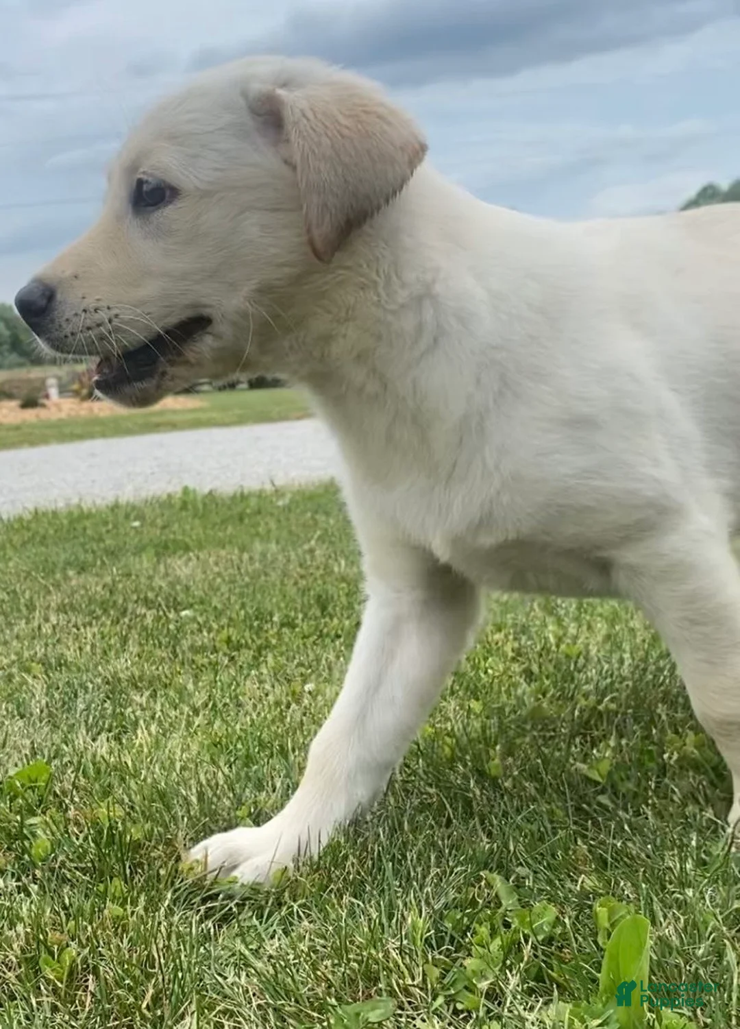 Mixed Breed dogs for sale: Mixed Breed 1 - Ad 2
