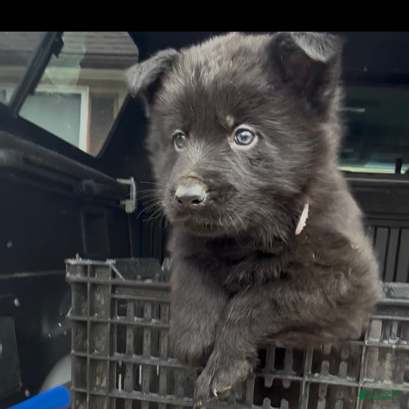 German Shepherd dogs TUECHA - Ad 1