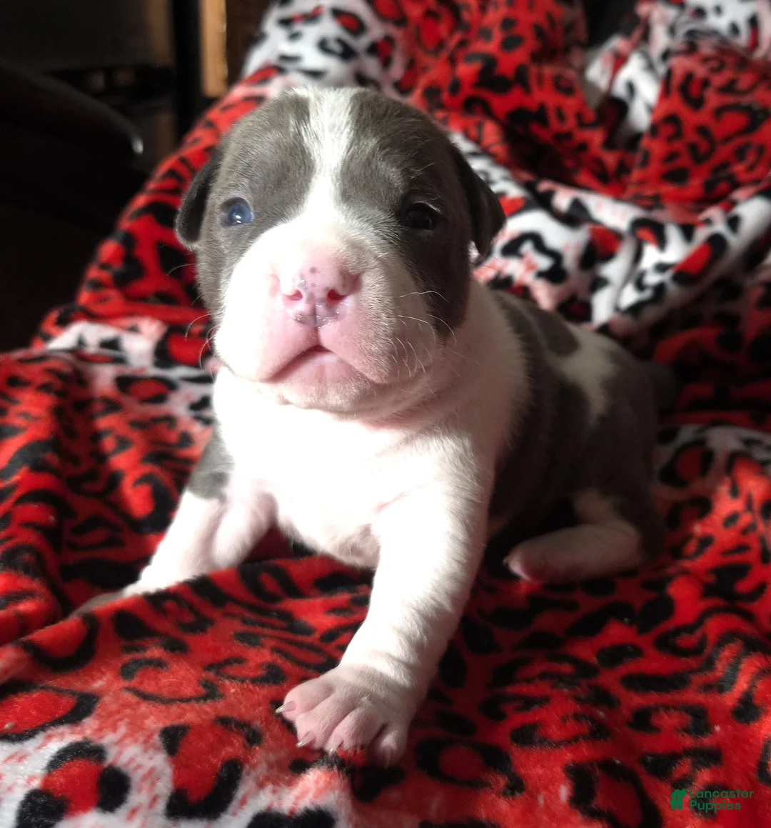 Mixed Breed dogs for sale: "BIGGIE SMALLZ" - Ad 1
