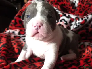 Mixed Breed dogs "BIGGIE SMALLZ" - Ad 37