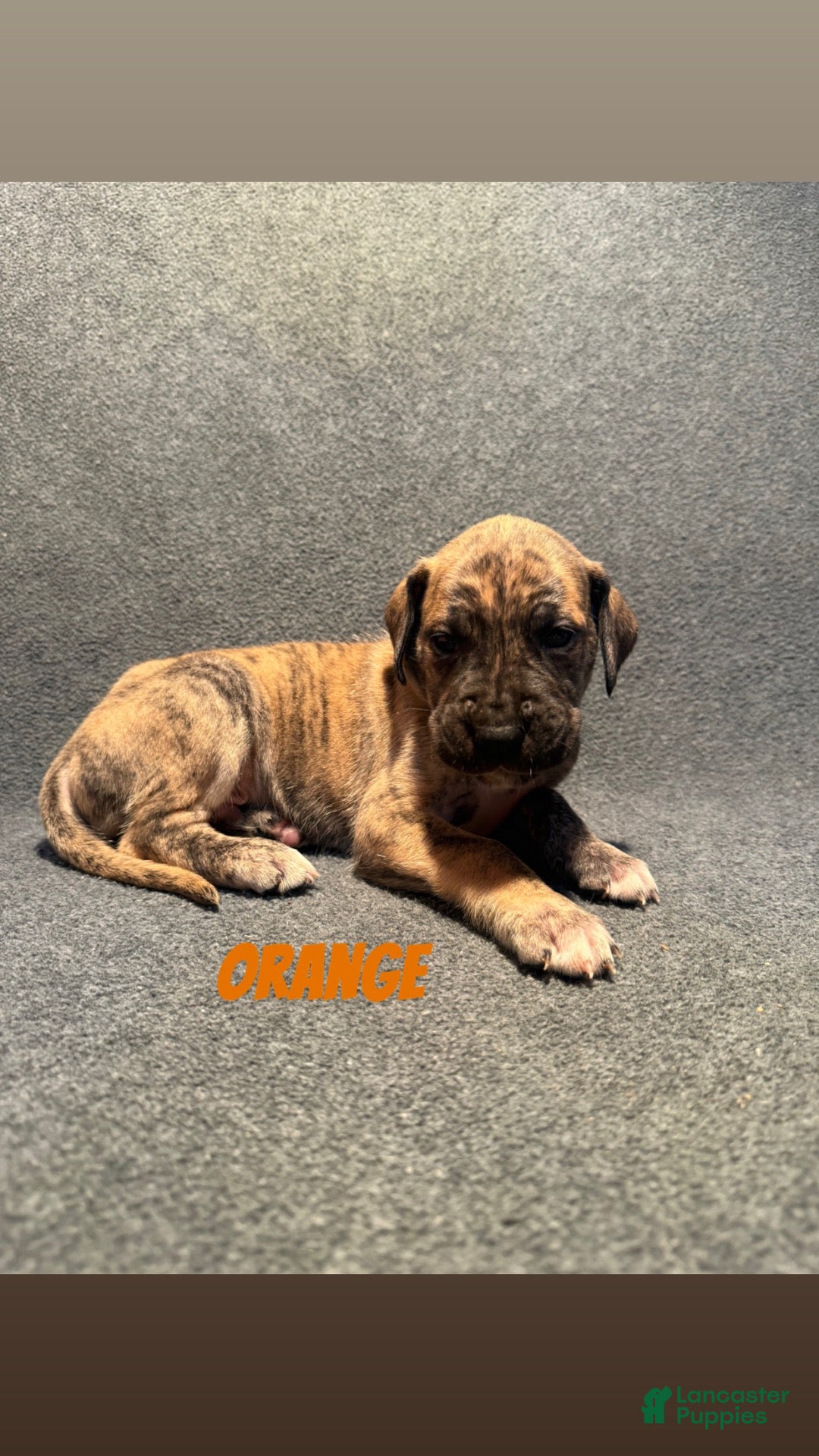 Great Dane dogs Orange Collar - Ad 40