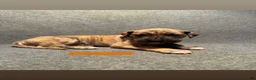 Great Dane dogs for sale: Orange Collar - Ad 1