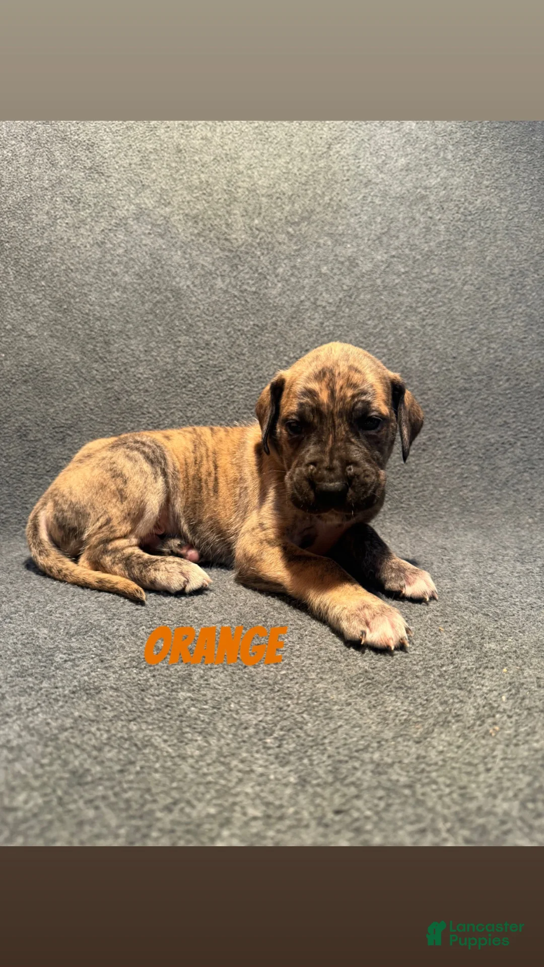 Great Dane dogs for sale: Orange Collar - Ad 1