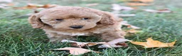 Bichpoo dogs for sale: Candy - Ad 8