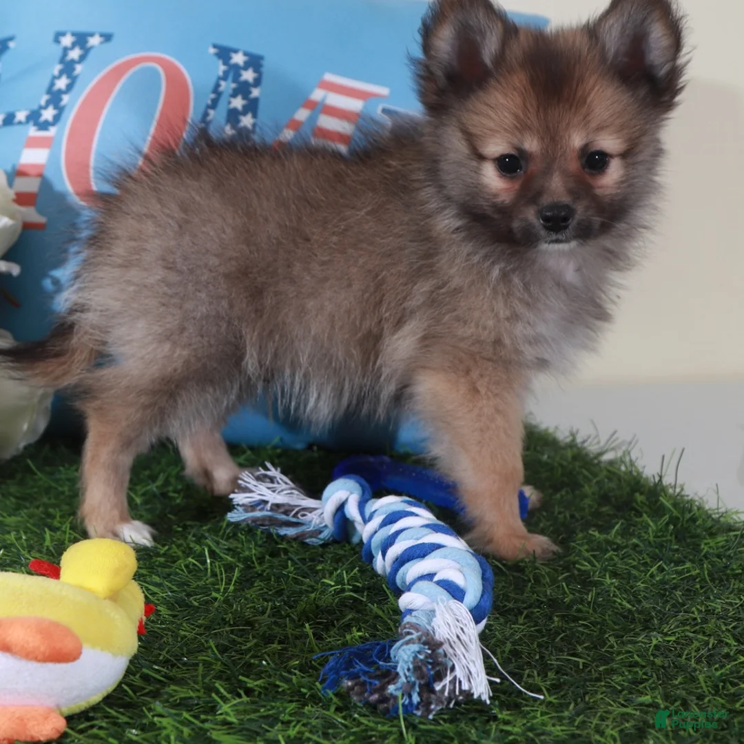 Pomeranian dogs for sale: Tank-Handsome Little ACA Pomeranian Puppy - Ad 2