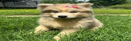 Siberian Husky dogs for sale: ROMANiA - Ad 6